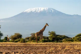 The Complete Guide to the Best eSIM for Tanzania: Safari & Beach Ready
